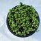 String of Pearls